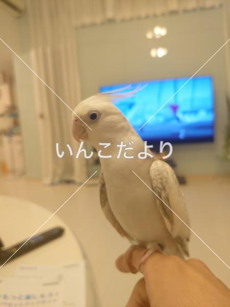 迷い鳥の写真
