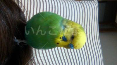 迷い鳥の写真