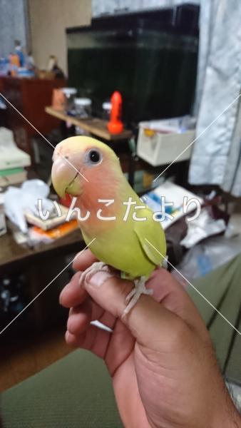 迷い鳥の写真