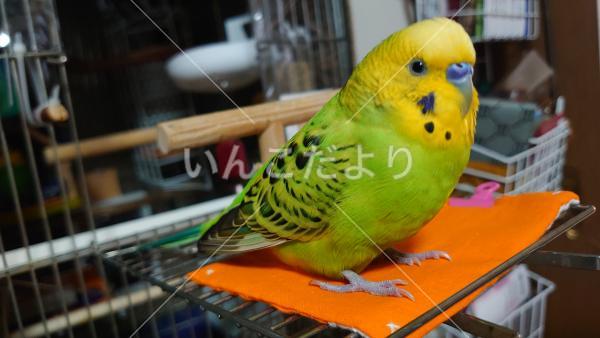 迷い鳥の写真