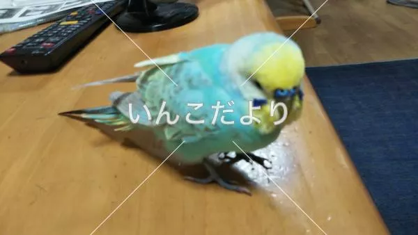 保護鳥の写真