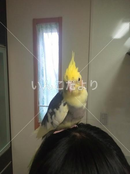 迷い鳥の写真