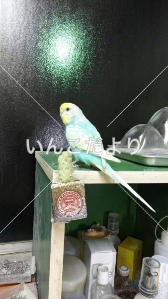 迷い鳥の写真