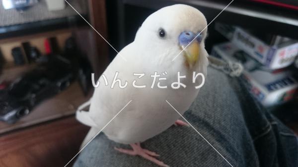 迷い鳥の写真