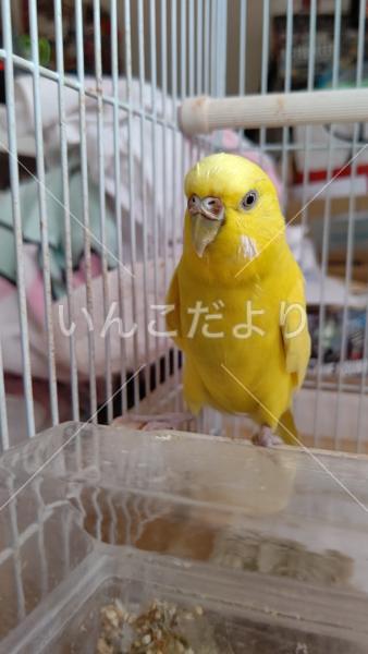 保護鳥の写真