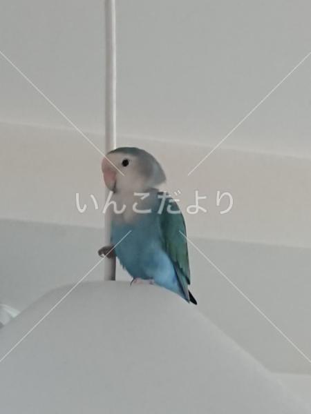 保護鳥の写真