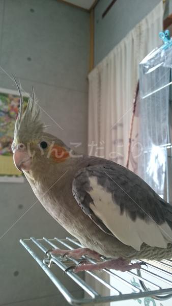 迷い鳥の写真