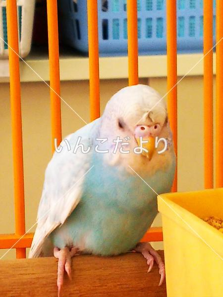 保護鳥の写真