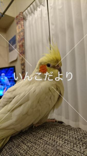迷い鳥の写真