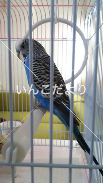 保護鳥の写真