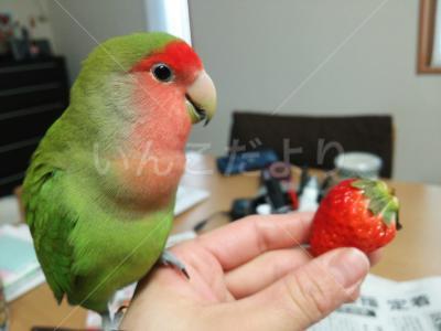 迷い鳥の写真