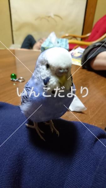 迷い鳥の写真