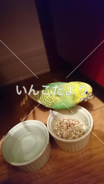 保護鳥の写真