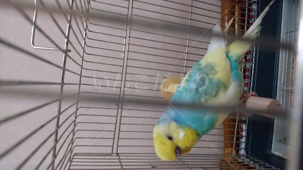 保護鳥の写真