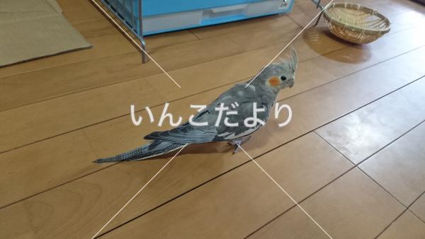 迷い鳥の写真