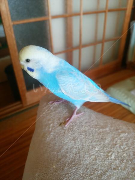 迷い鳥の写真