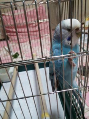 保護鳥の写真
