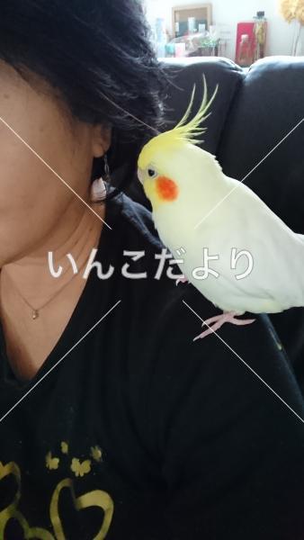迷い鳥の写真