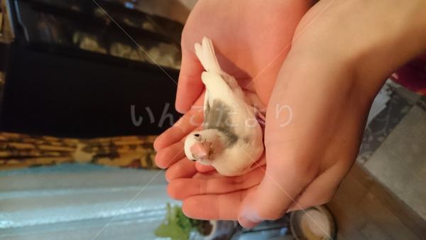 迷い鳥の写真