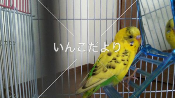 保護鳥の写真