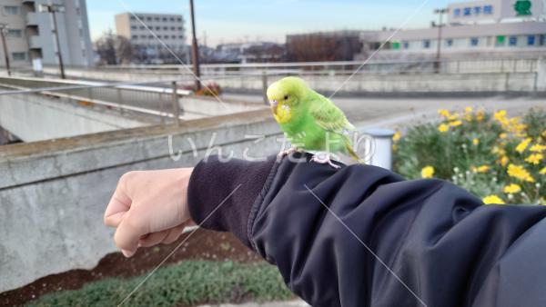 保護鳥の写真
