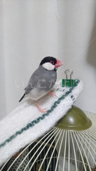 迷い鳥の写真