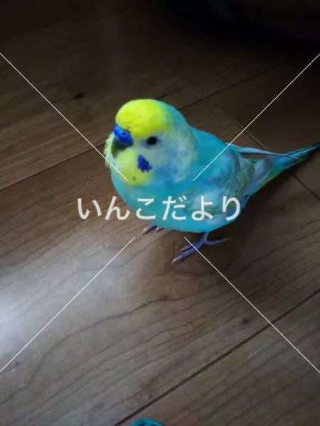 迷い鳥の写真