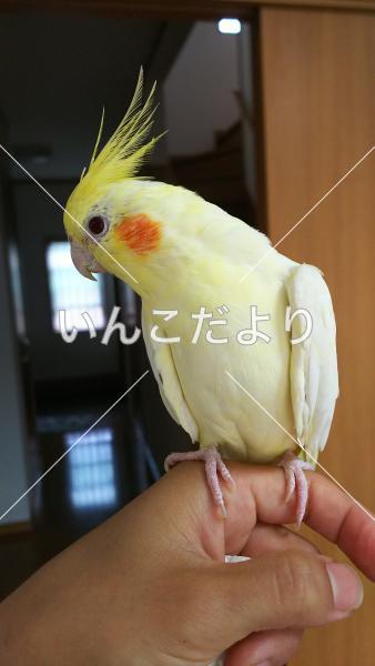 迷い鳥の写真