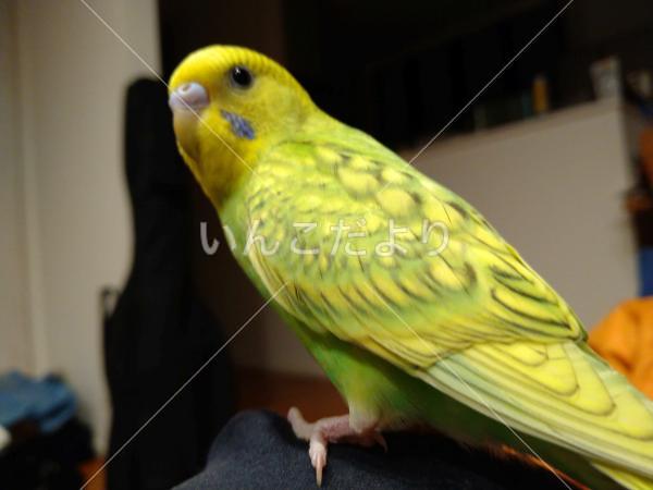 迷い鳥の写真