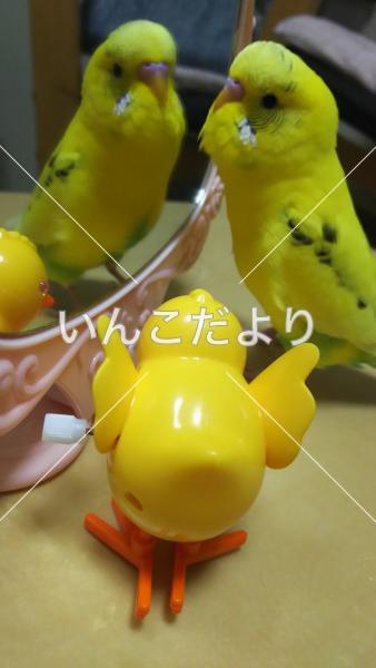 迷い鳥の写真