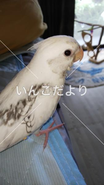 迷い鳥の写真