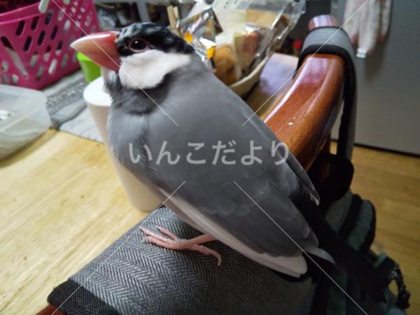 迷い鳥の写真