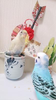 迷い鳥の写真