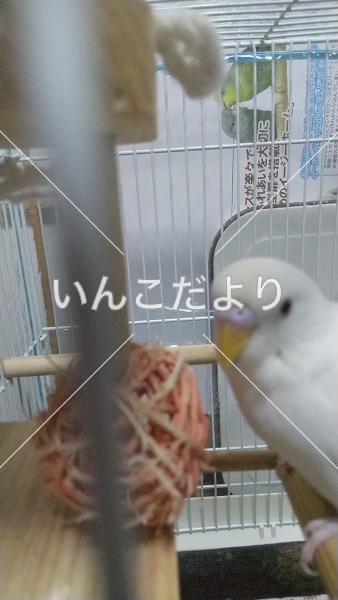 迷い鳥の写真