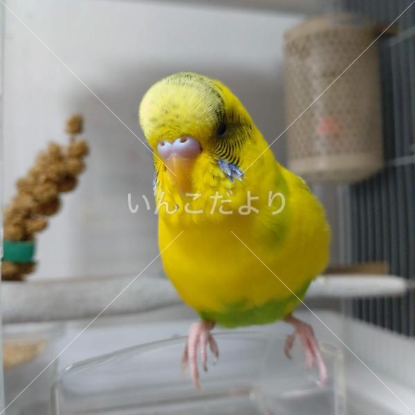 迷い鳥の写真