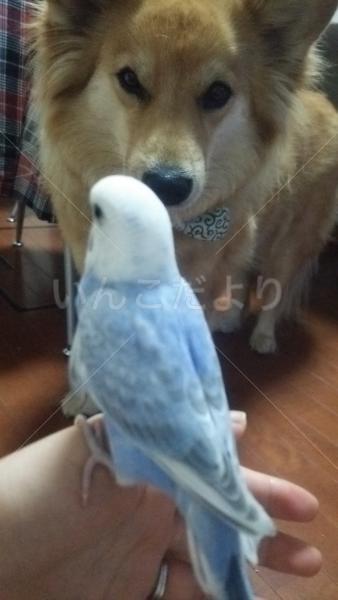 迷い鳥の写真