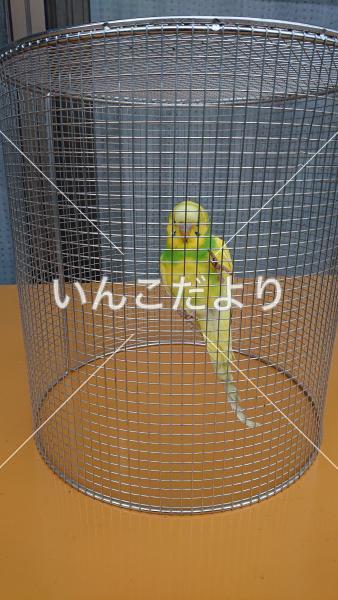 保護鳥の写真