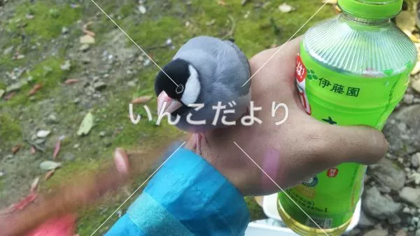 保護鳥の写真