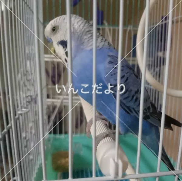 保護鳥の写真
