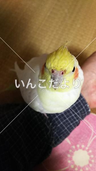 迷い鳥の写真