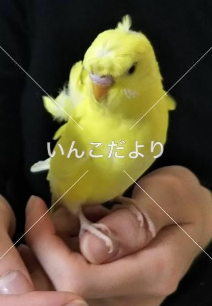 迷い鳥の写真