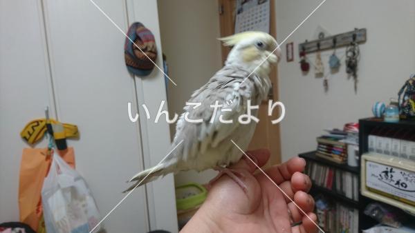 迷い鳥の写真