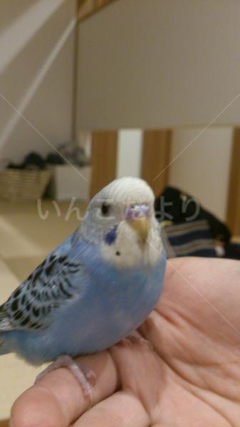 迷い鳥の写真