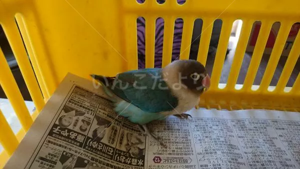 保護鳥の写真