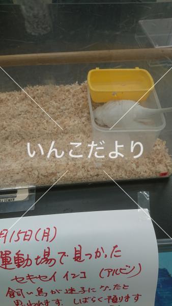 保護鳥の写真