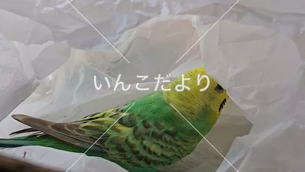 保護鳥の写真