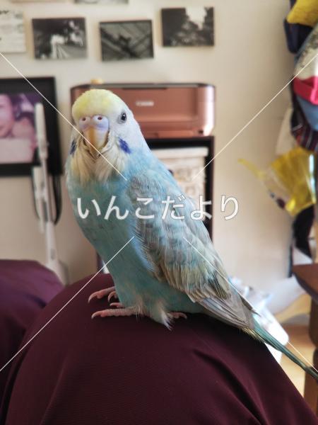 迷い鳥の写真
