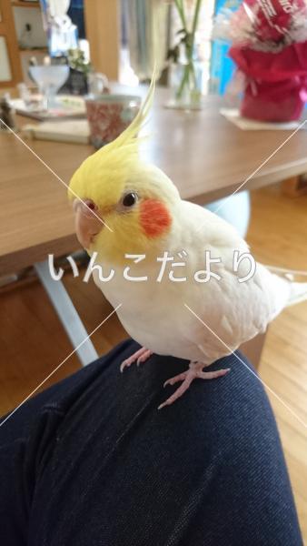 迷い鳥の写真