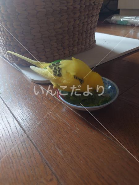 保護鳥の写真