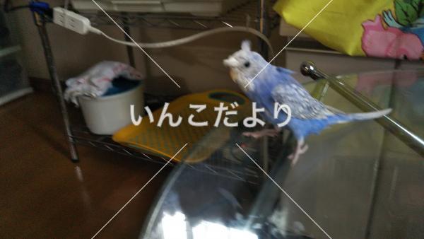 迷い鳥の写真